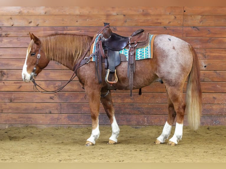 American Quarter Horse Gelding 10 years 14,3 hh Roan-Red in Clarion