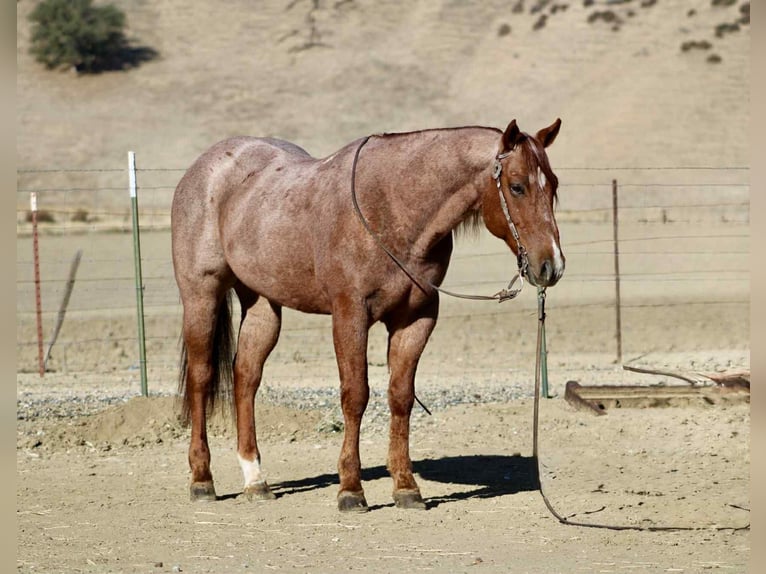 American Quarter Horse Gelding 10 years 14,3 hh Roan-Red in paicines ca