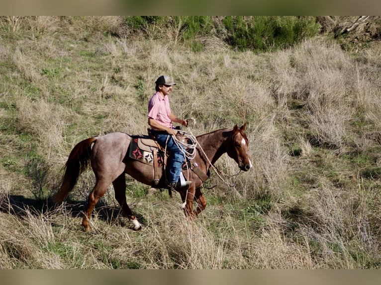 American Quarter Horse Gelding 10 years 14,3 hh Roan-Red in paicines ca