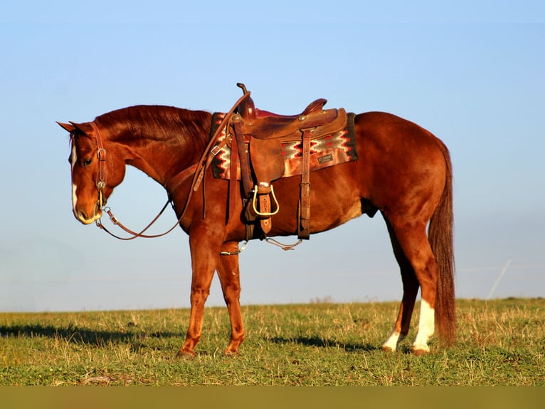 American Quarter Horse Gelding 10 years 14,3 hh Sorrel in Rebersburg