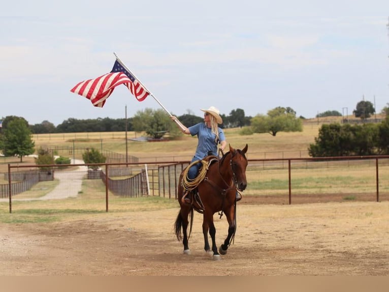 American Quarter Horse Gelding 10 years 15,1 hh Bay in Joshua, TX