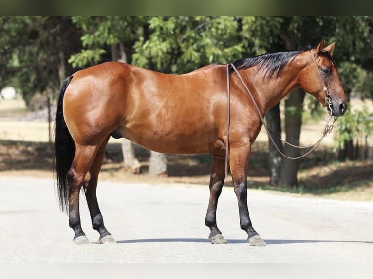 American Quarter Horse Gelding 10 years 15,1 hh Bay in Joshua, TX