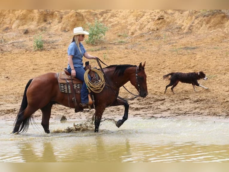 American Quarter Horse Gelding 10 years 15,1 hh Bay in Joshua, TX