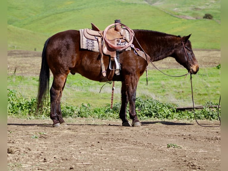 American Quarter Horse Gelding 10 years 15.1 hh Bay in Tres Pinos