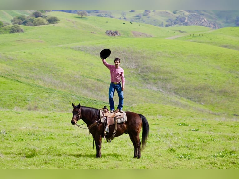 American Quarter Horse Gelding 10 years 15.1 hh Bay in Tres Pinos