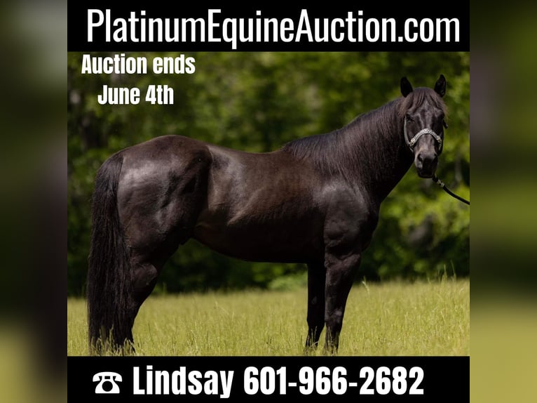 American Quarter Horse Gelding 10 years 15,1 hh Black in Bovina MS