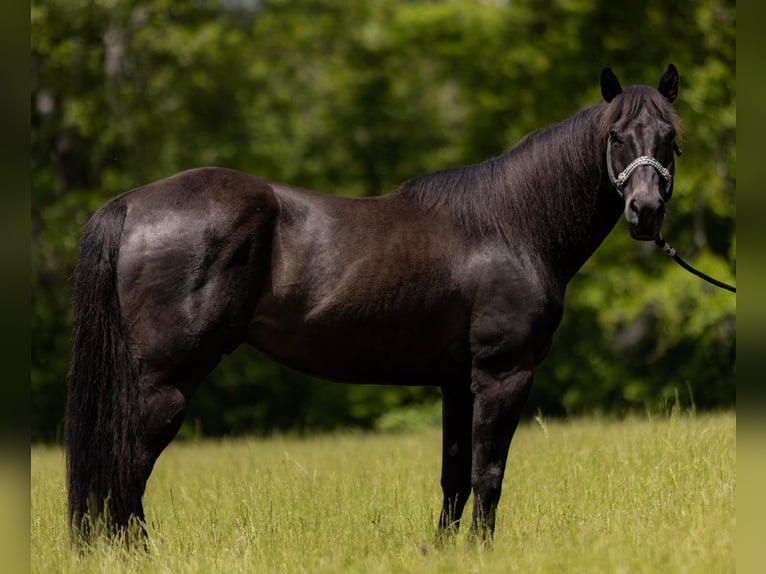 American Quarter Horse Gelding 10 years 15,1 hh Black in Bovina MS