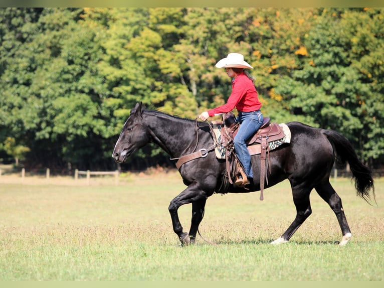 American Quarter Horse Gelding 10 years 15,1 hh Black in Clarion