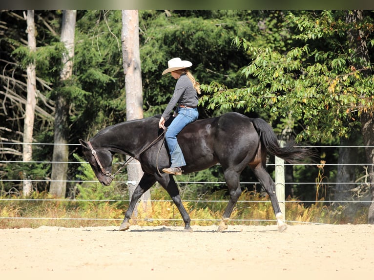 American Quarter Horse Gelding 10 years 15,1 hh Black in Clarion