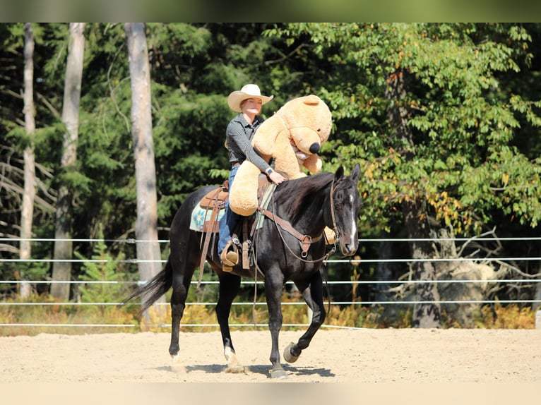 American Quarter Horse Gelding 10 years 15,1 hh Black in Clarion