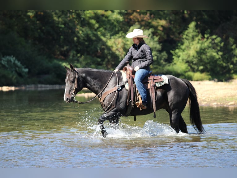 American Quarter Horse Gelding 10 years 15,1 hh Black in Clarion