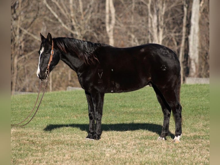 American Quarter Horse Gelding 10 years 15,1 hh Black in Somerset, KY