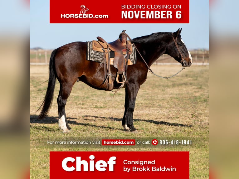 American Quarter Horse Gelding 10 years 15,1 hh Brown in Amarillo