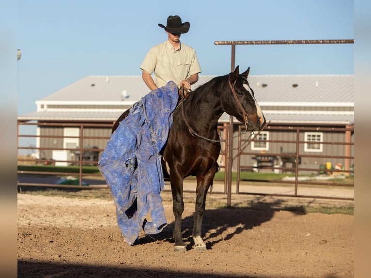 American Quarter Horse Gelding 10 years 15,1 hh Brown in Amarillo