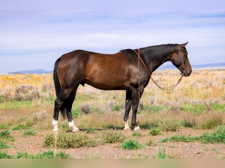 American Quarter Horse Gelding 10 years 15,1 hh Brown in Saint Anthony