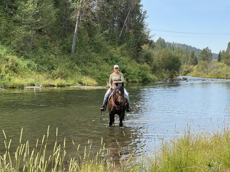 American Quarter Horse Gelding 10 years 15,1 hh Brown in Saint Anthony