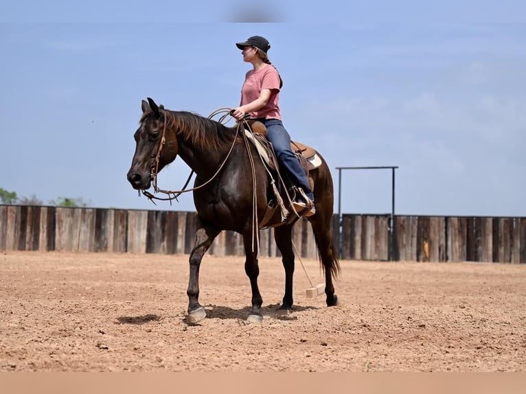 American Quarter Horse Gelding 10 years 15,1 hh Brown in Waco, TX