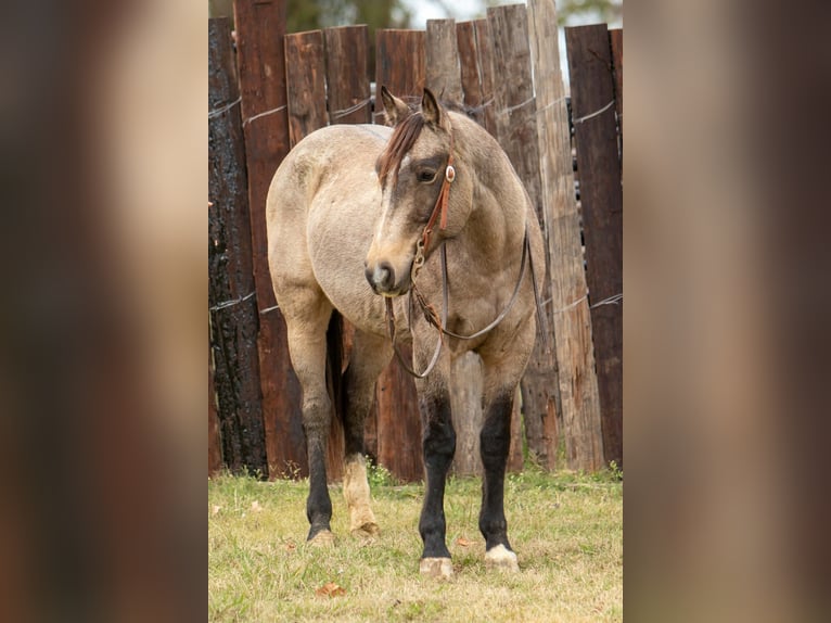American Quarter Horse Gelding 10 years 15.1 hh Buckskin in Palmer