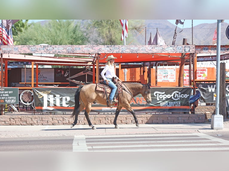 American Quarter Horse Gelding 10 years 15,1 hh Buckskin in Cave Creek, AZ