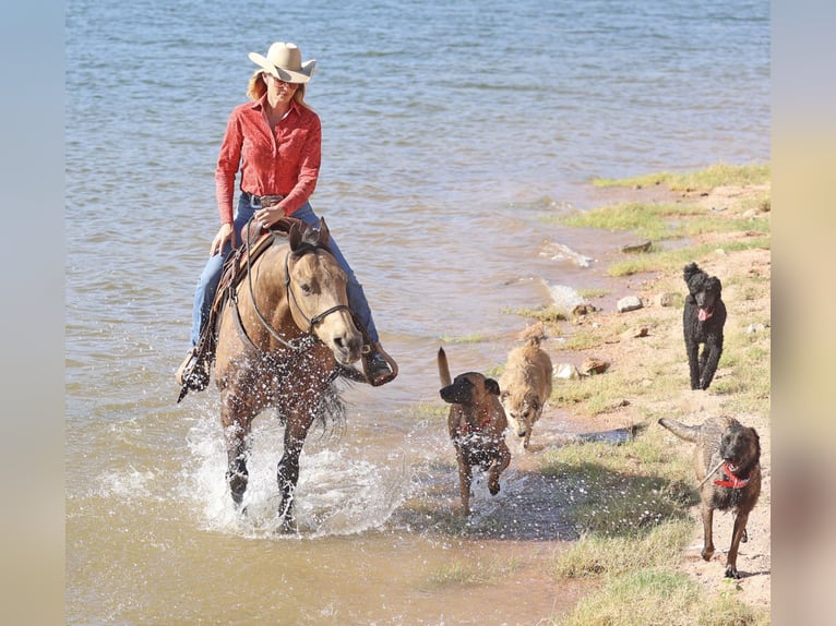 American Quarter Horse Gelding 10 years 15,1 hh Buckskin in Cave Creek, AZ