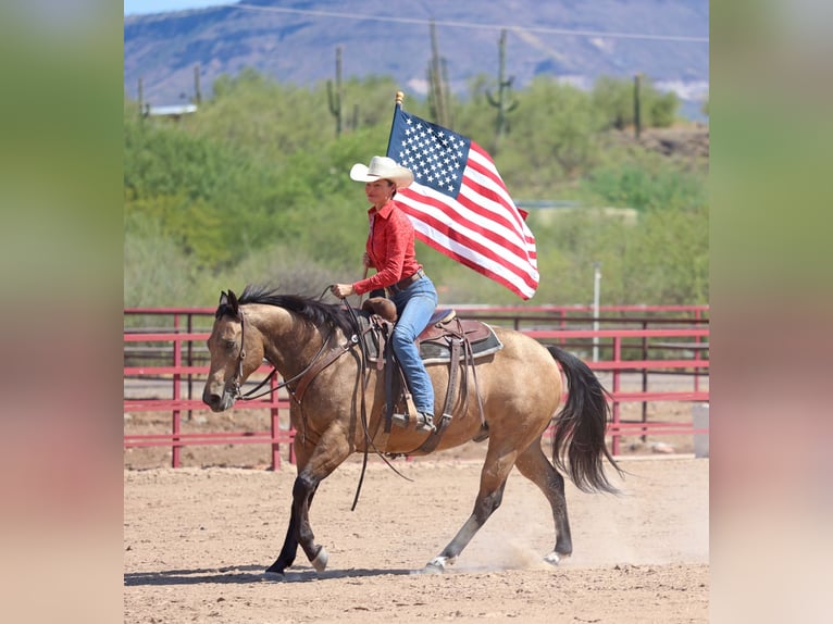 American Quarter Horse Gelding 10 years 15,1 hh Buckskin in Cave Creek, AZ