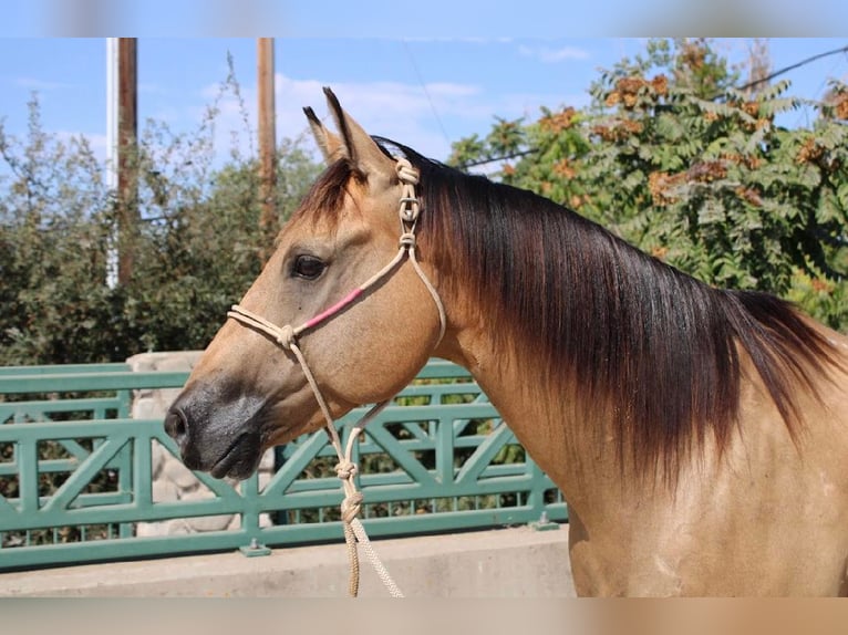 American Quarter Horse Gelding 10 years 15,1 hh Buckskin in Waterford, CA
