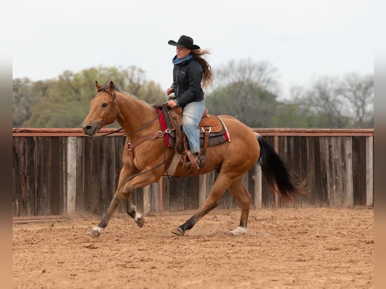 American Quarter Horse Gelding 10 years 15.1 hh Buckskin in Weatherford, TX