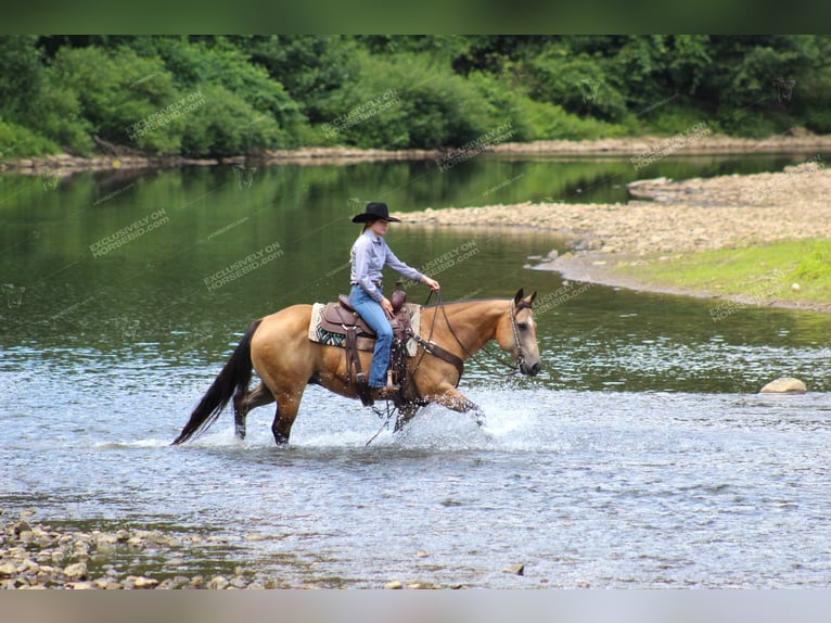 American Quarter Horse Gelding 10 years 15,1 hh Buckskin in Clarion, PA