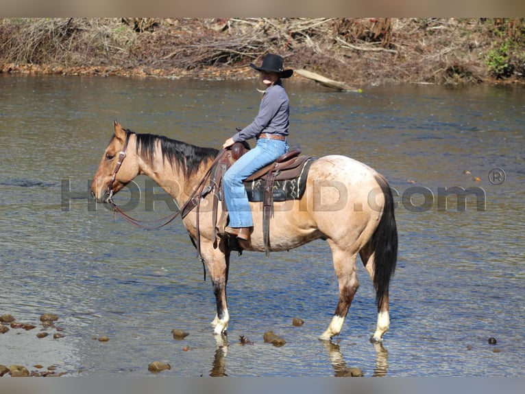 American Quarter Horse Gelding 10 years 15,1 hh Buckskin in Clarion, PA