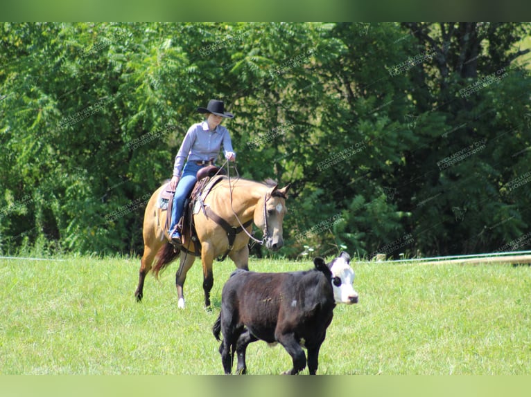 American Quarter Horse Gelding 10 years 15,1 hh Buckskin in Clarion, PA