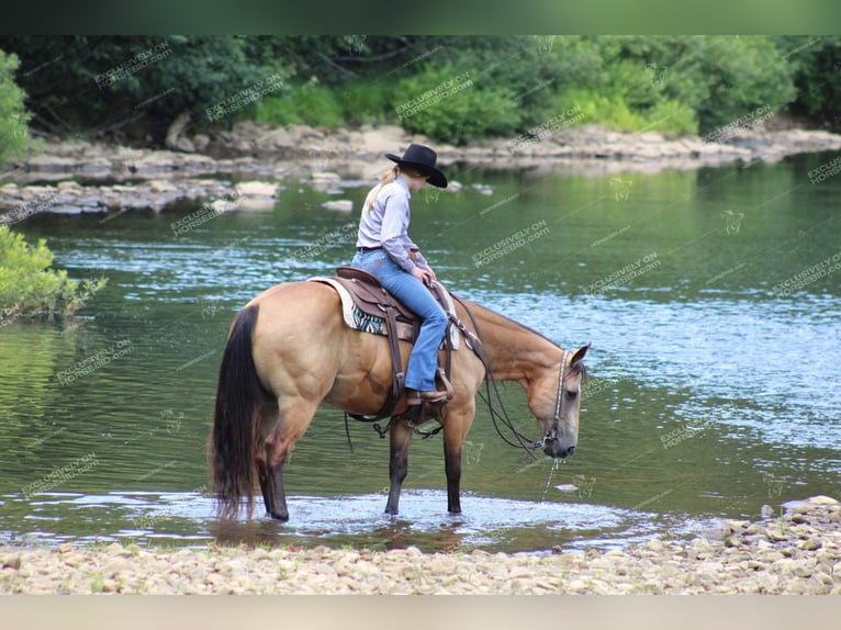 American Quarter Horse Gelding 10 years 15,1 hh Buckskin in Clarion, PA