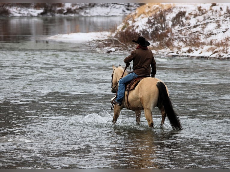 American Quarter Horse Gelding 10 years 15.1 hh Buckskin in Clarion