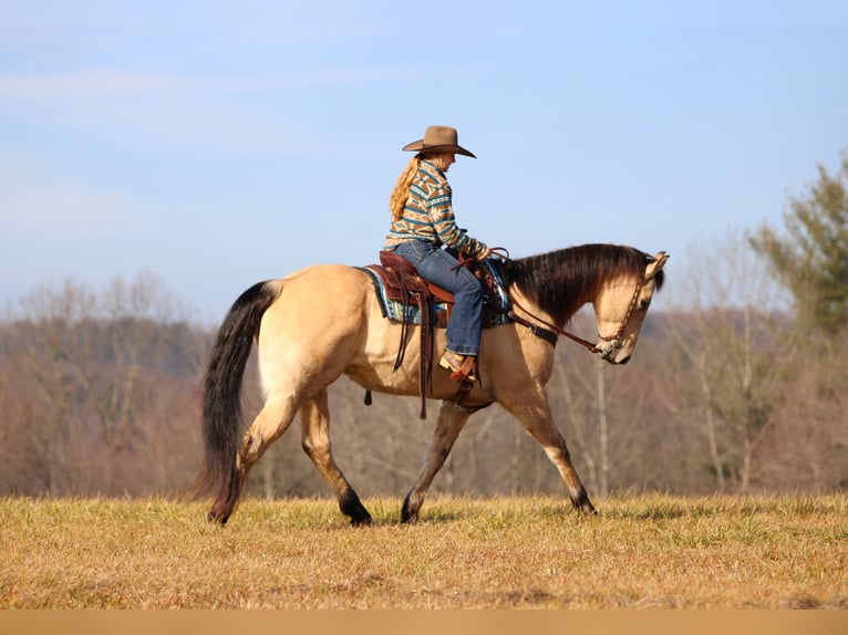 American Quarter Horse Gelding 10 years 15.1 hh Buckskin in Clarion