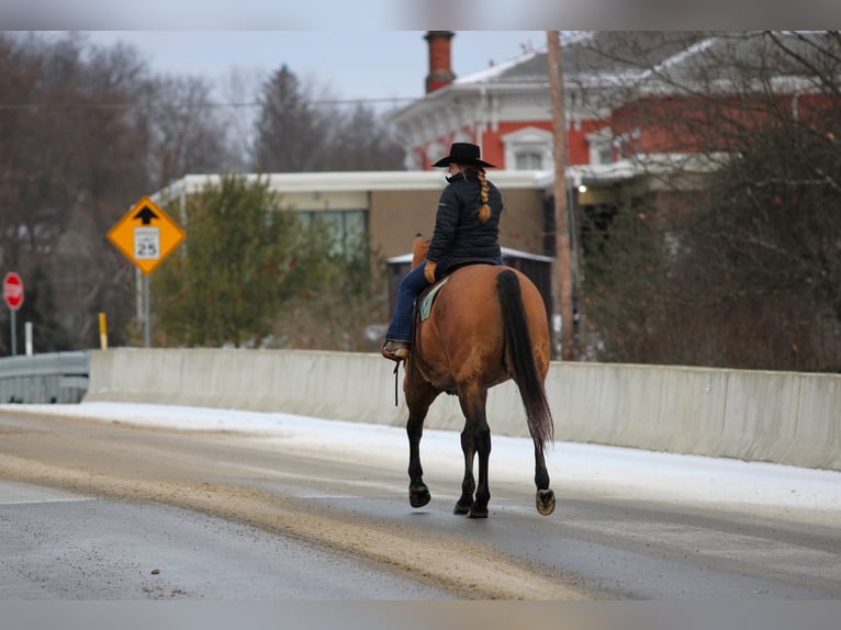 American Quarter Horse Gelding 10 years 15.1 hh Buckskin in Clarion