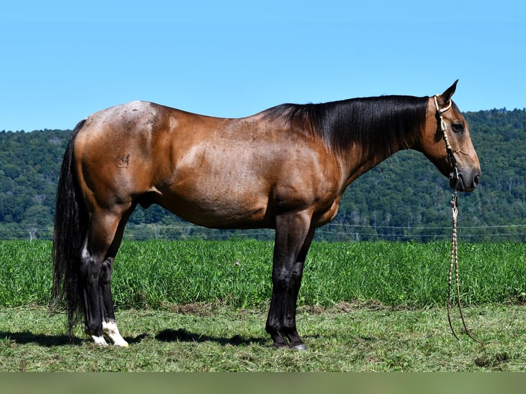 American Quarter Horse Gelding 10 years 15,1 hh Buckskin in Rebersburg, PA