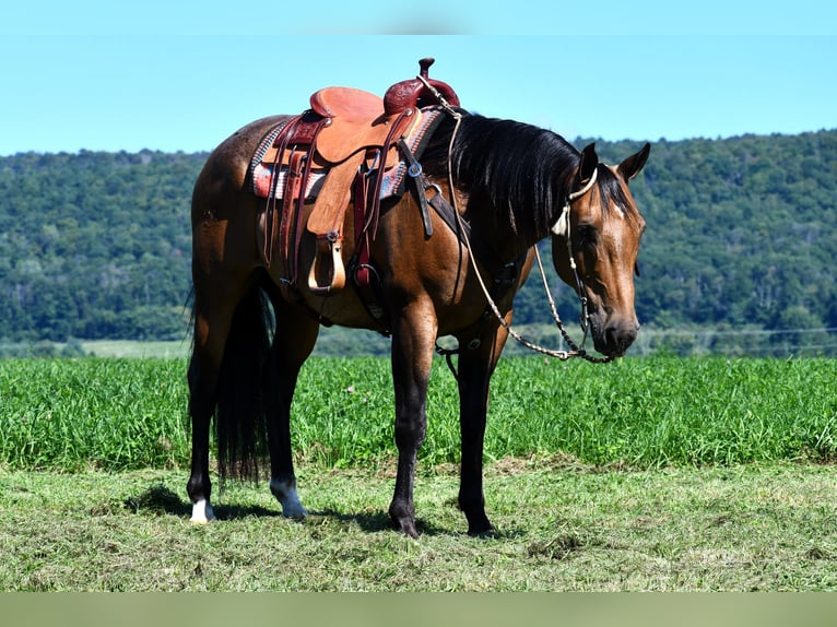 American Quarter Horse Gelding 10 years 15,1 hh Buckskin in Rebersburg, PA