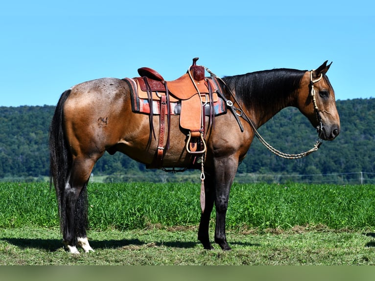 American Quarter Horse Gelding 10 years 15,1 hh Buckskin in Rebersburg, PA