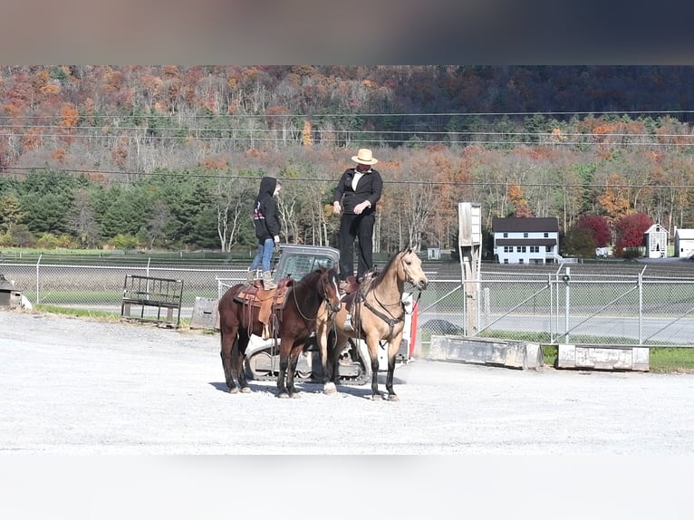 American Quarter Horse Gelding 10 years 15,1 hh Buckskin in Rebersburg