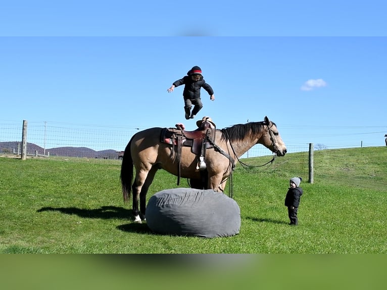 American Quarter Horse Gelding 10 years 15,1 hh Buckskin in Rebersburg