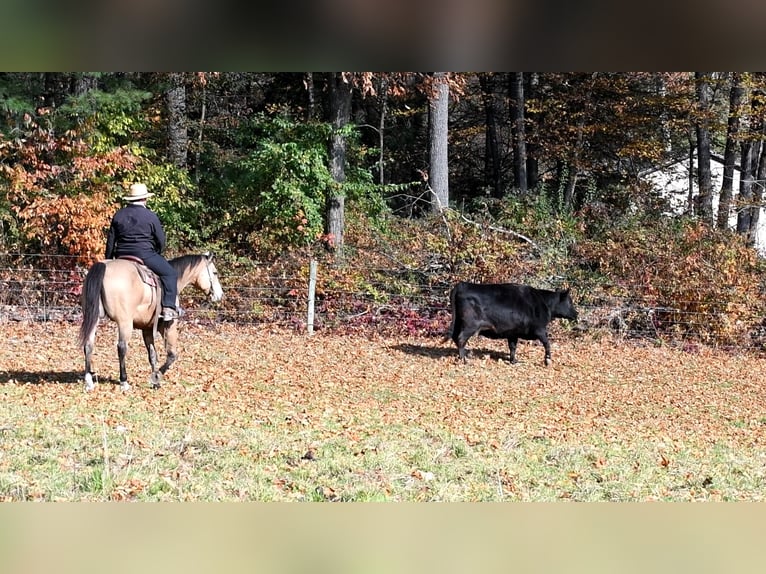 American Quarter Horse Gelding 10 years 15,1 hh Buckskin in Rebersburg