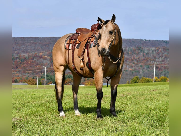 American Quarter Horse Gelding 10 years 15,1 hh Buckskin in Rebersburg