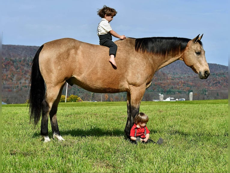 American Quarter Horse Gelding 10 years 15,1 hh Buckskin in Rebersburg