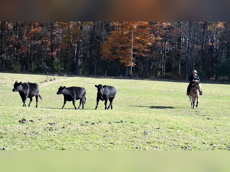 American Quarter Horse Gelding 10 years 15,1 hh Buckskin in Rebersburg