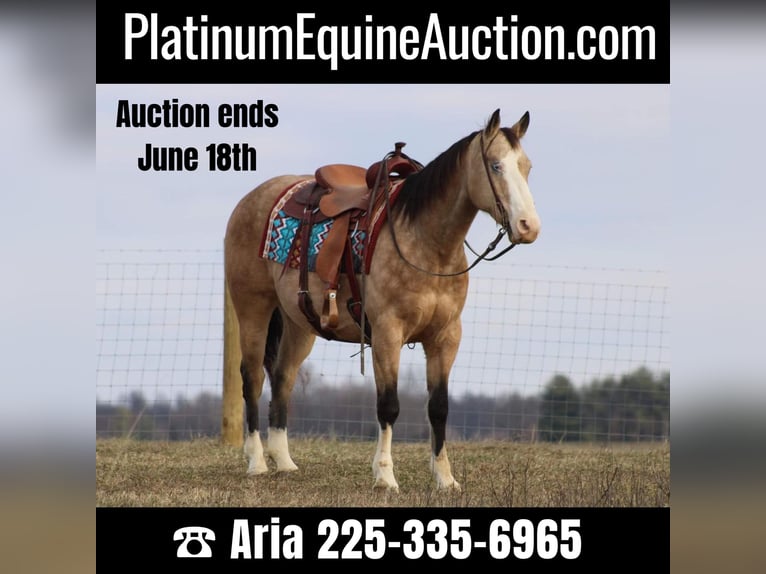 American Quarter Horse Gelding 10 years 15,1 hh Buckskin in Baton Rouge LA