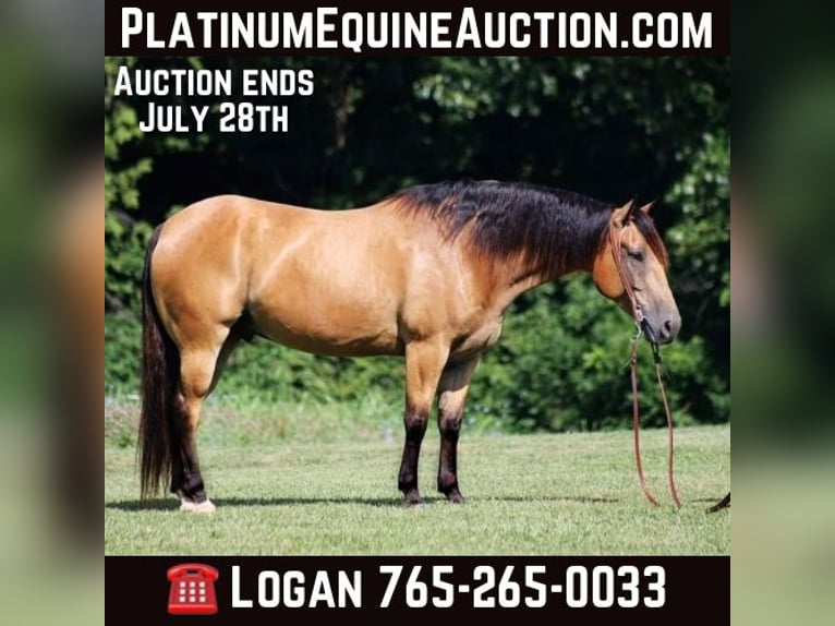 American Quarter Horse Gelding 10 years 15.1 hh Buckskin in Level Green KY