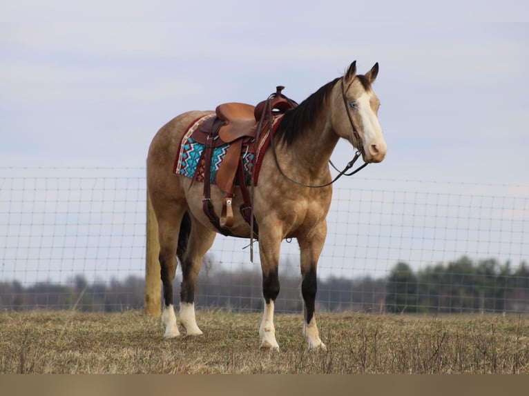 American Quarter Horse Gelding 10 years 15,1 hh Buckskin in Sonora KY