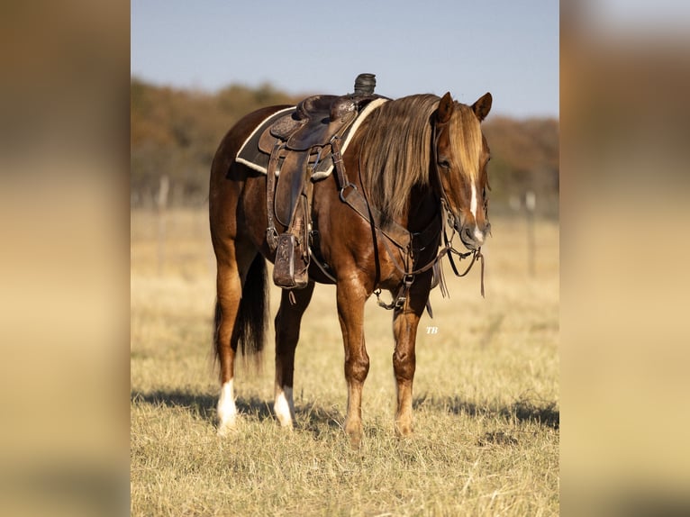 American Quarter Horse Gelding 10 years 15,1 hh Chestnut in Cisco