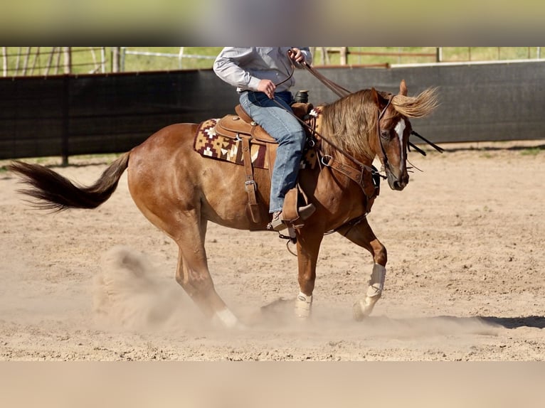 American Quarter Horse Gelding 10 years 15,1 hh Chestnut in Cisco