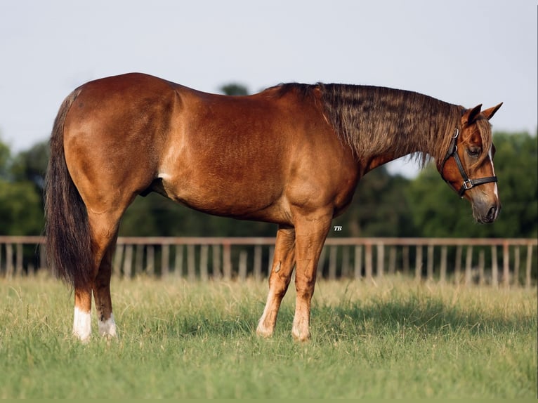 American Quarter Horse Gelding 10 years 15,1 hh Chestnut in Cisco