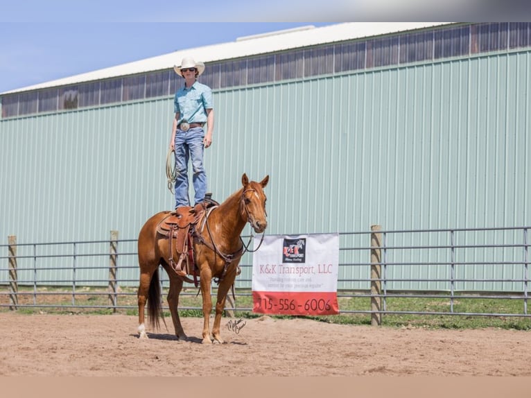 American Quarter Horse Gelding 10 years 15,1 hh Chestnut in Clayton WI